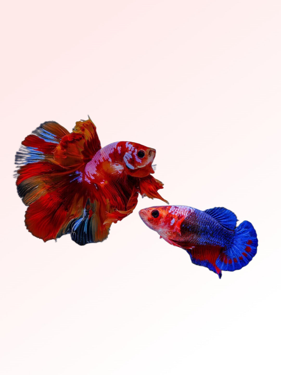 FEMALE BETTA