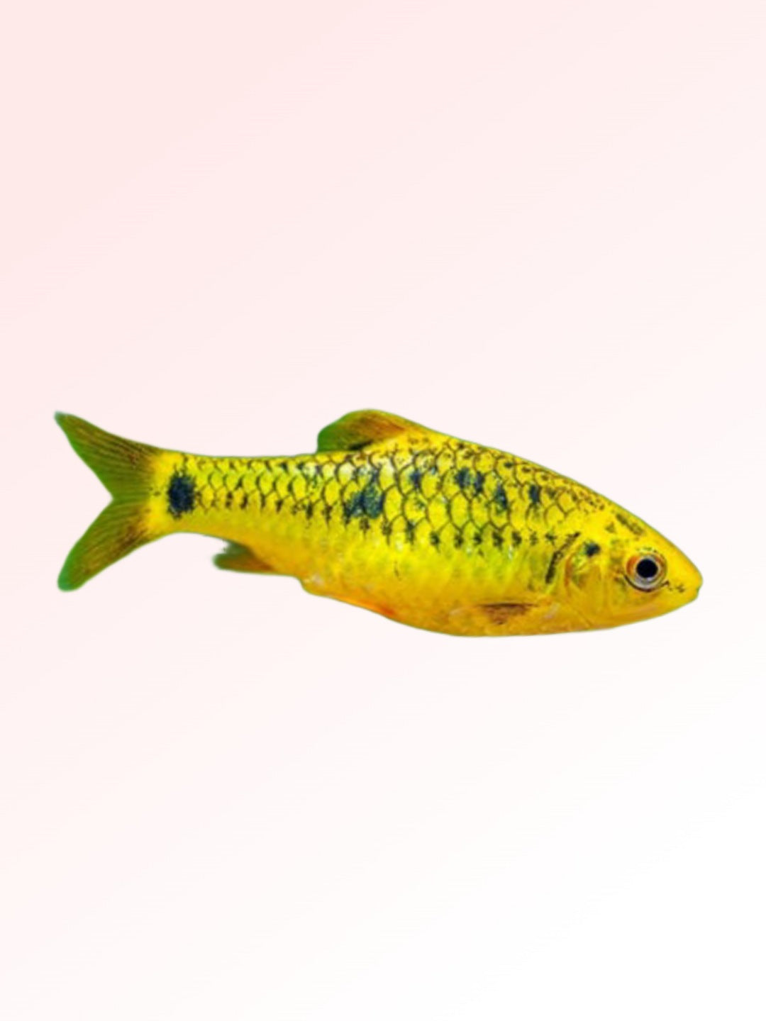 GOLDEN BARB