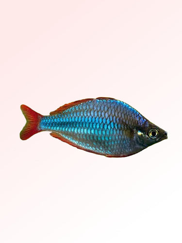 NEON RAINBOW