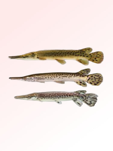 GAR