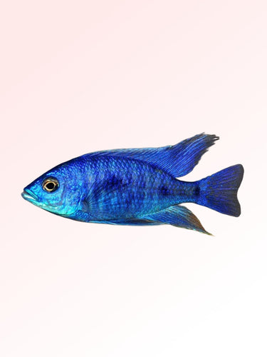 ELECTRIC BLUE CICHLID