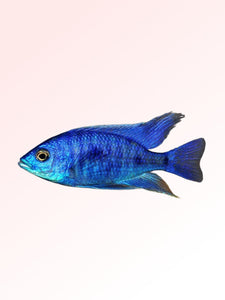 ELECTRIC BLUE CICHLID