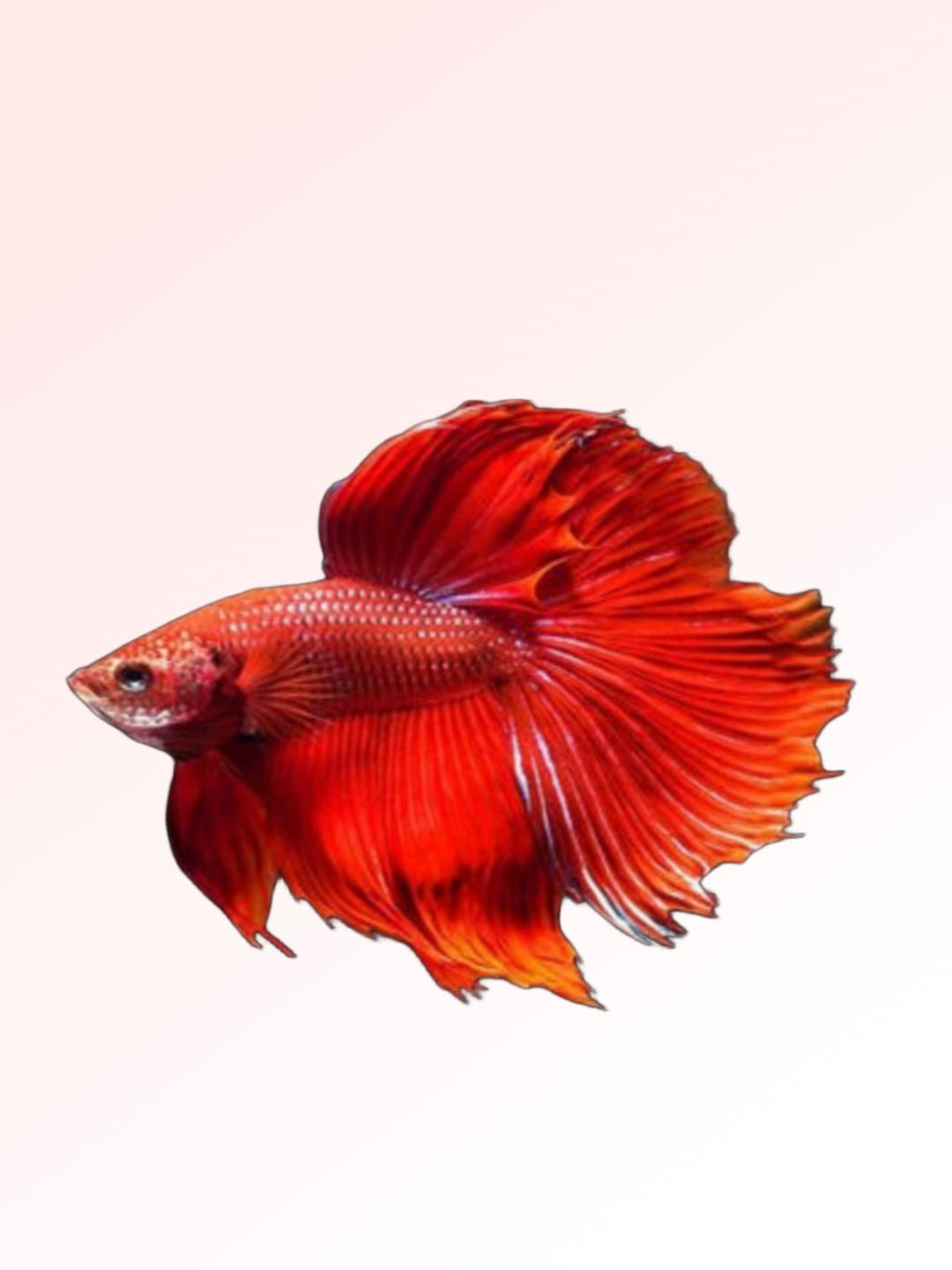 FULL MOON RED BETTA