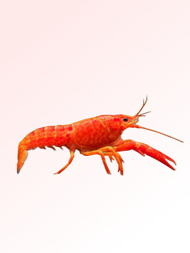 ORANGE LOBSTER