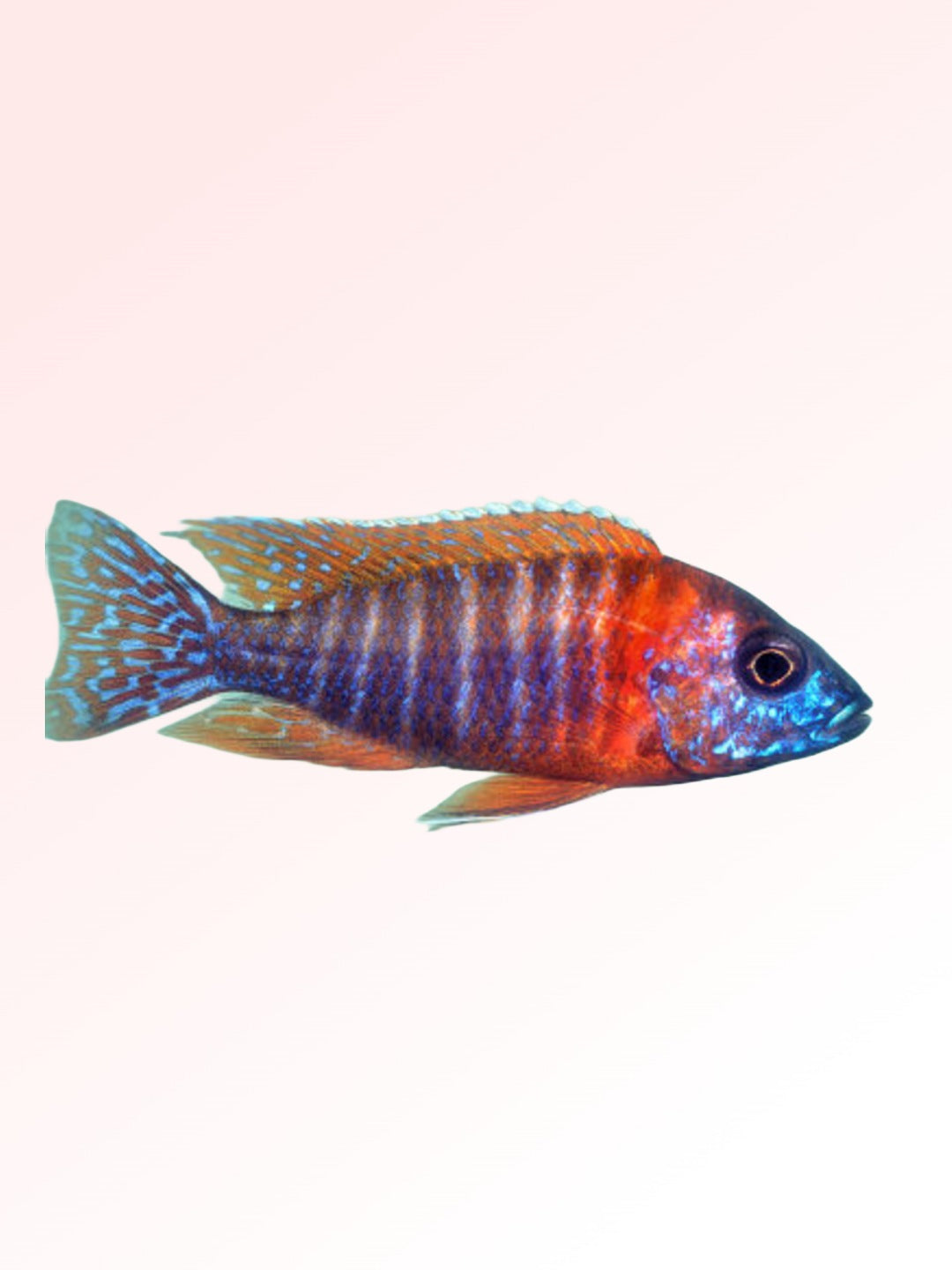 REDBIRD PEACOCK CICHLID