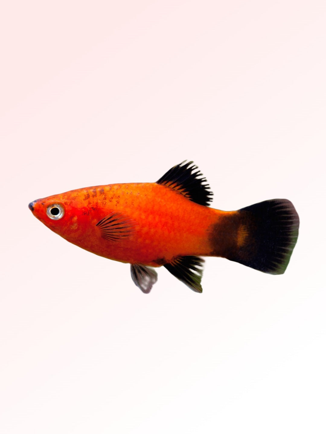 SOTHERN PLATY