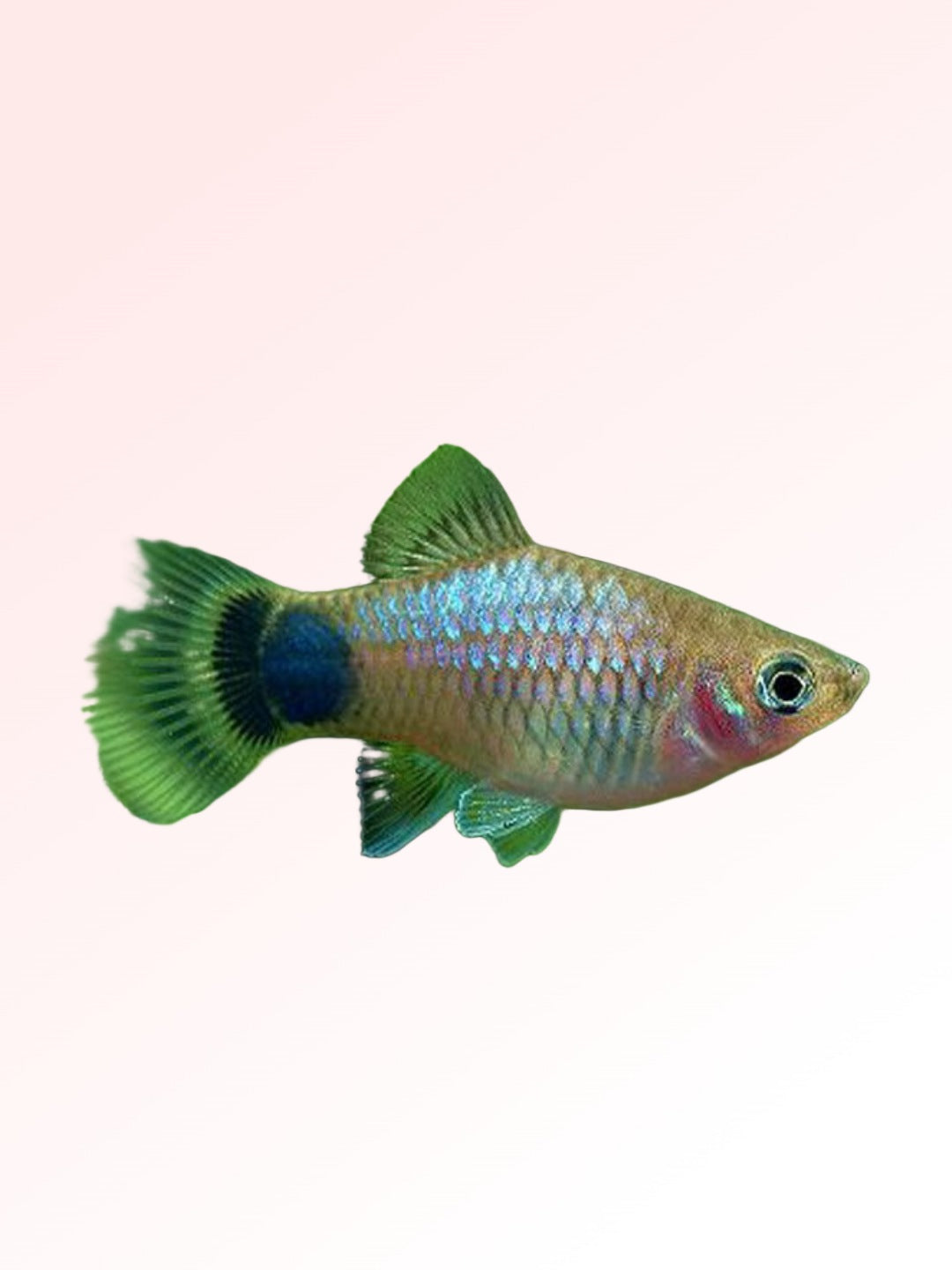 MICKYMOUSE PLATY
