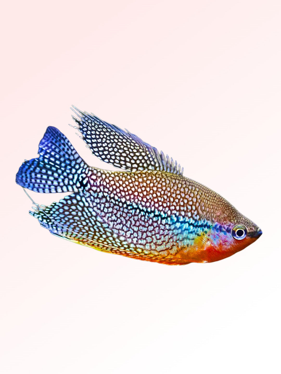 PEARL GOURAMI