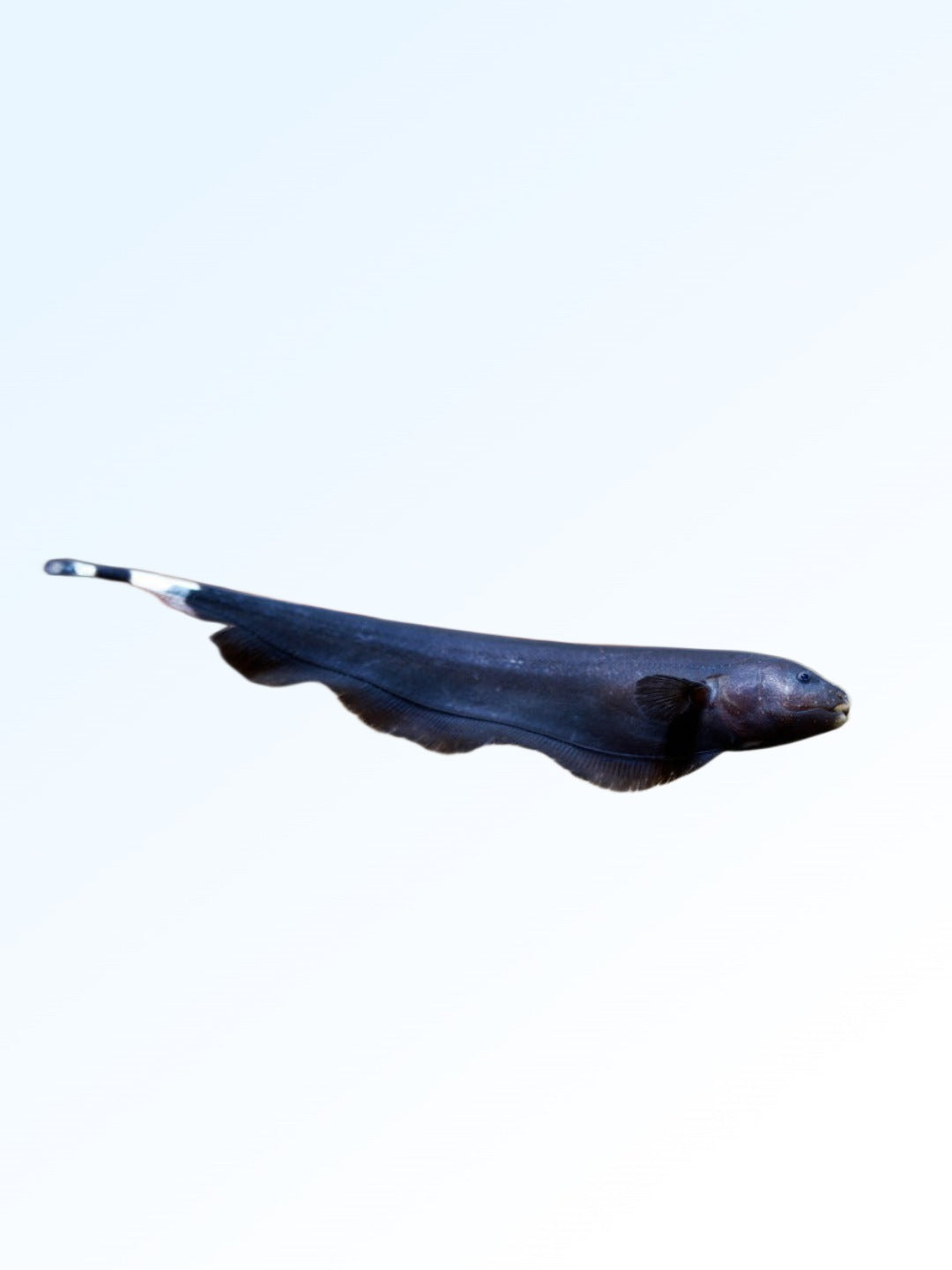BLACK GHOST