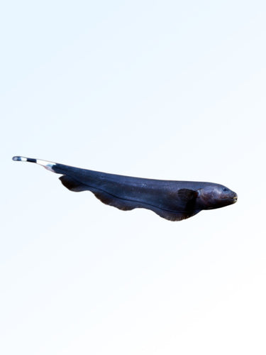 BLACK GHOST