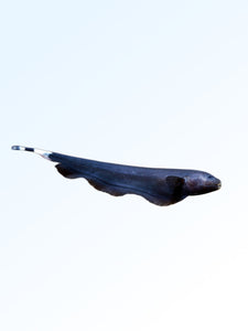 BLACK GHOST