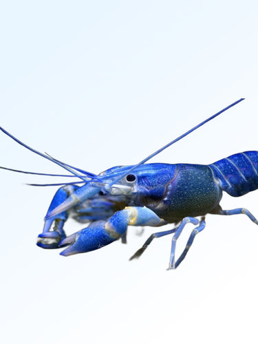 BLUE LOBSTER