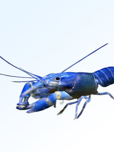 BLUE LOBSTER