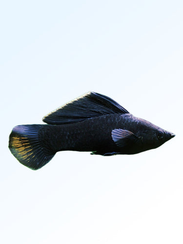 BLACK MOLLY
