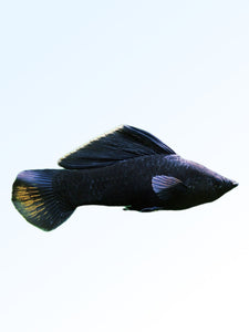 BLACK MOLLY