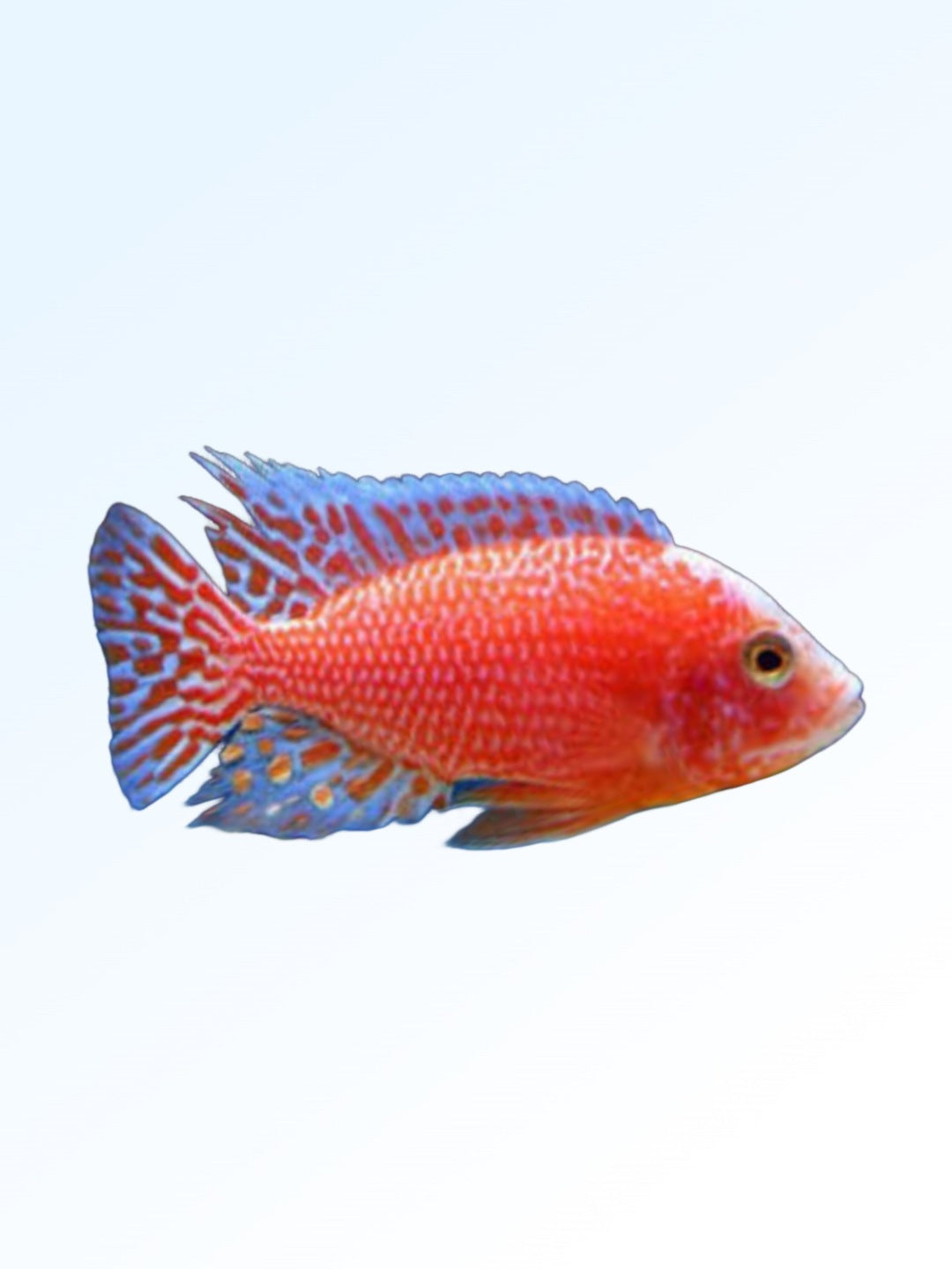 ALBINO PEACOCK CICHLID