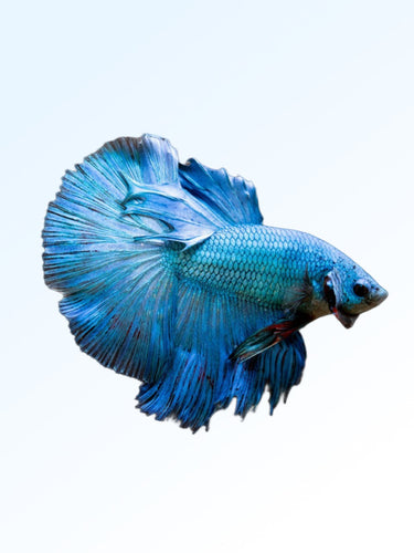 FULL MOON BLUE BETTA