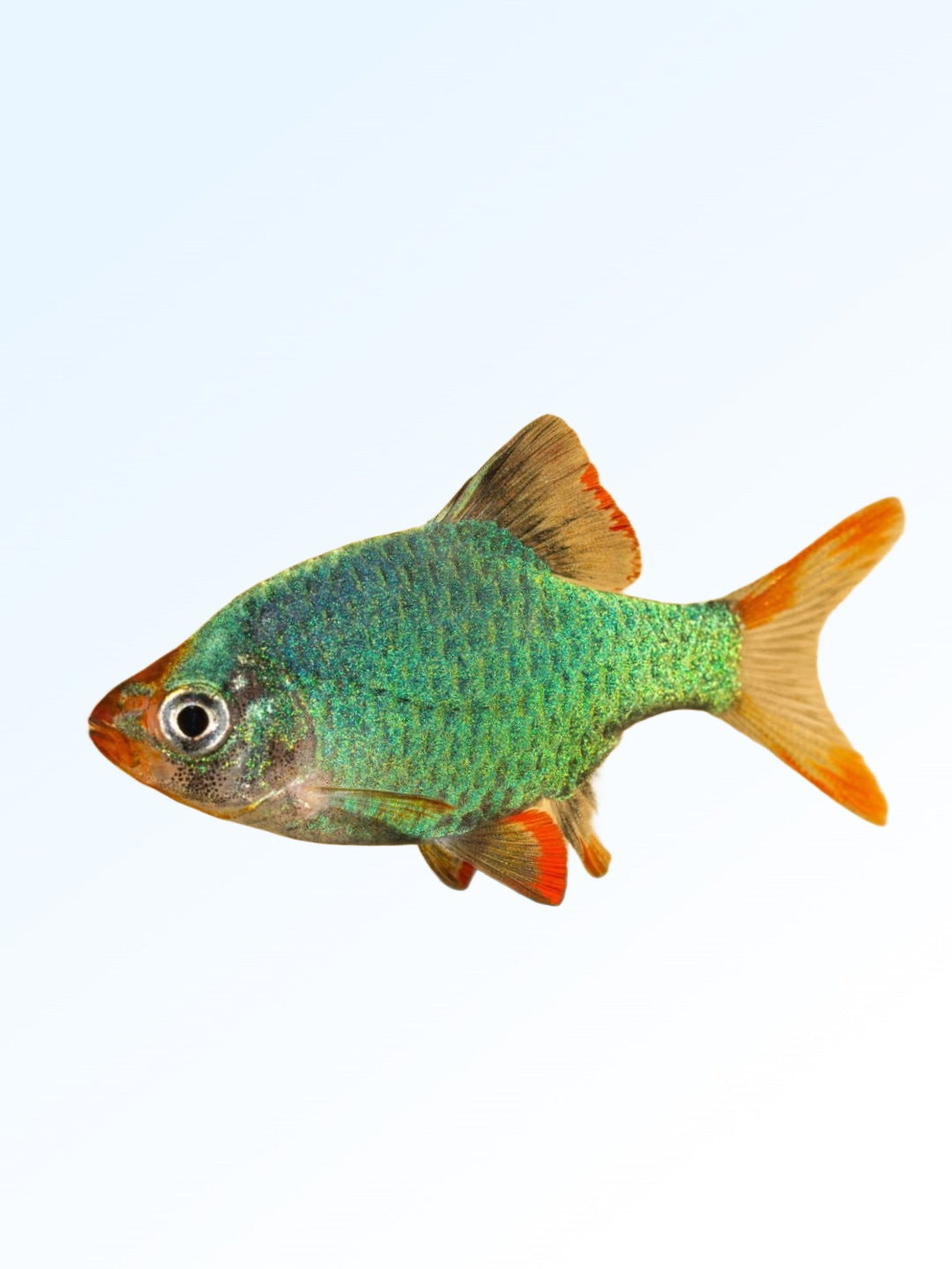 GREEN TIGER BARB