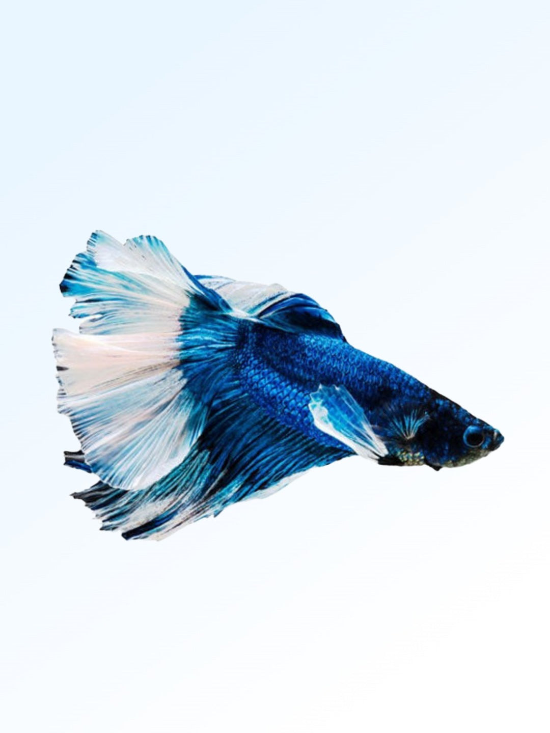 FANCY COLOURED BETTA