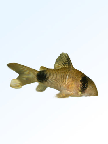 GREEN CORY