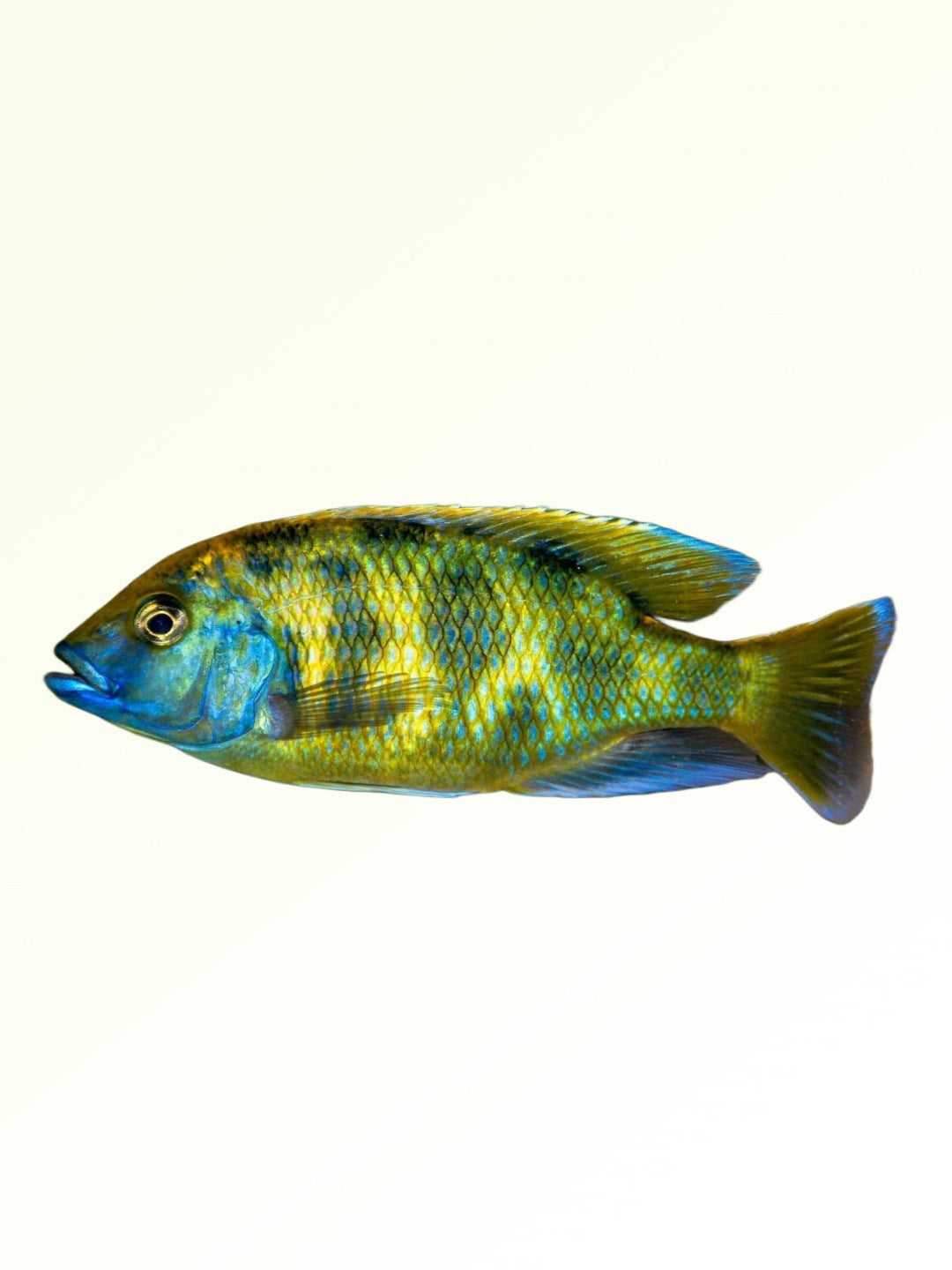 VENUS CICHLID
