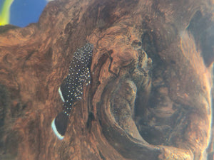 L series Pleco - L183 star light