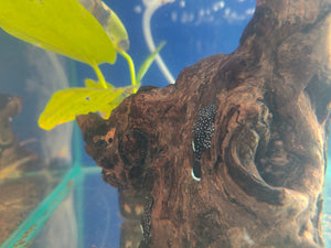 L series Pleco - L183 star light