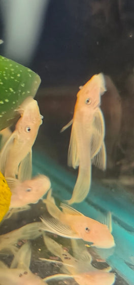 L Series Pleco "L144" long fin blue eye