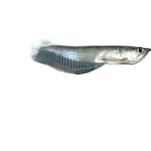 Silver Arowana