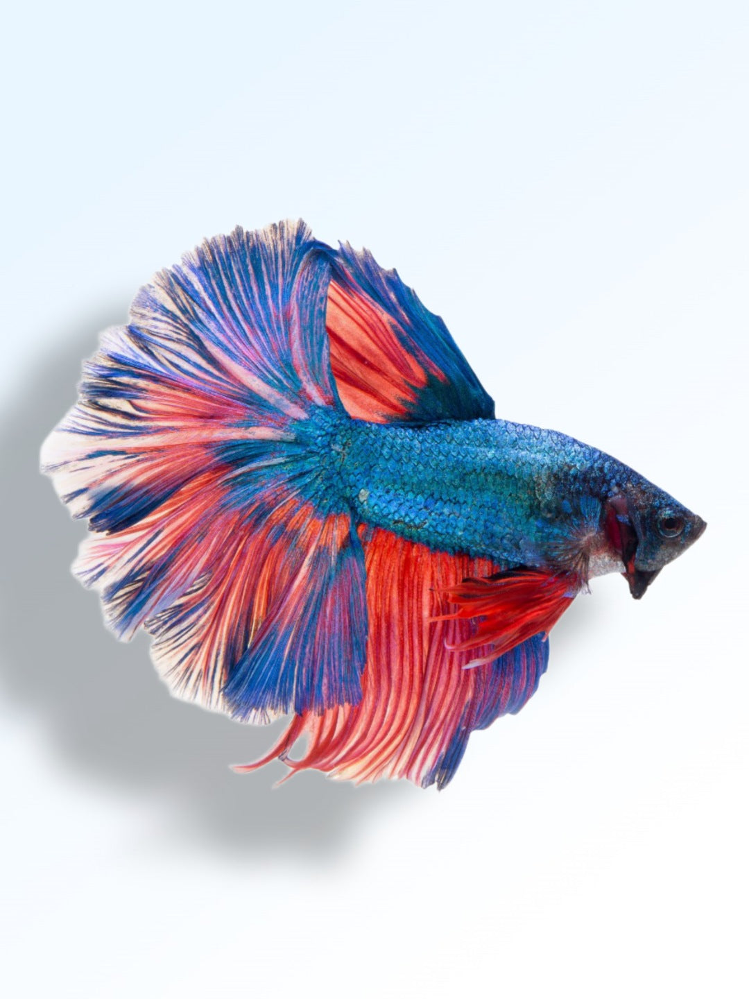 EXCLUSIVE BETTA