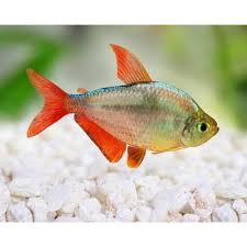 COLUMBIAN TETRA
