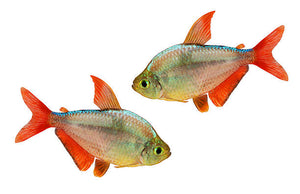 Columbian asian tetra