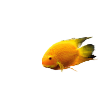 Load image into Gallery viewer, Yellow Parrot &amp; Red Parrot Fish
