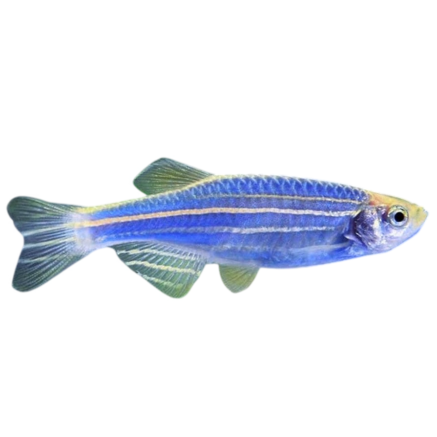 Blue Danio Kery Fish