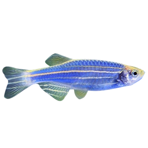 Blue Danio Kery Fish