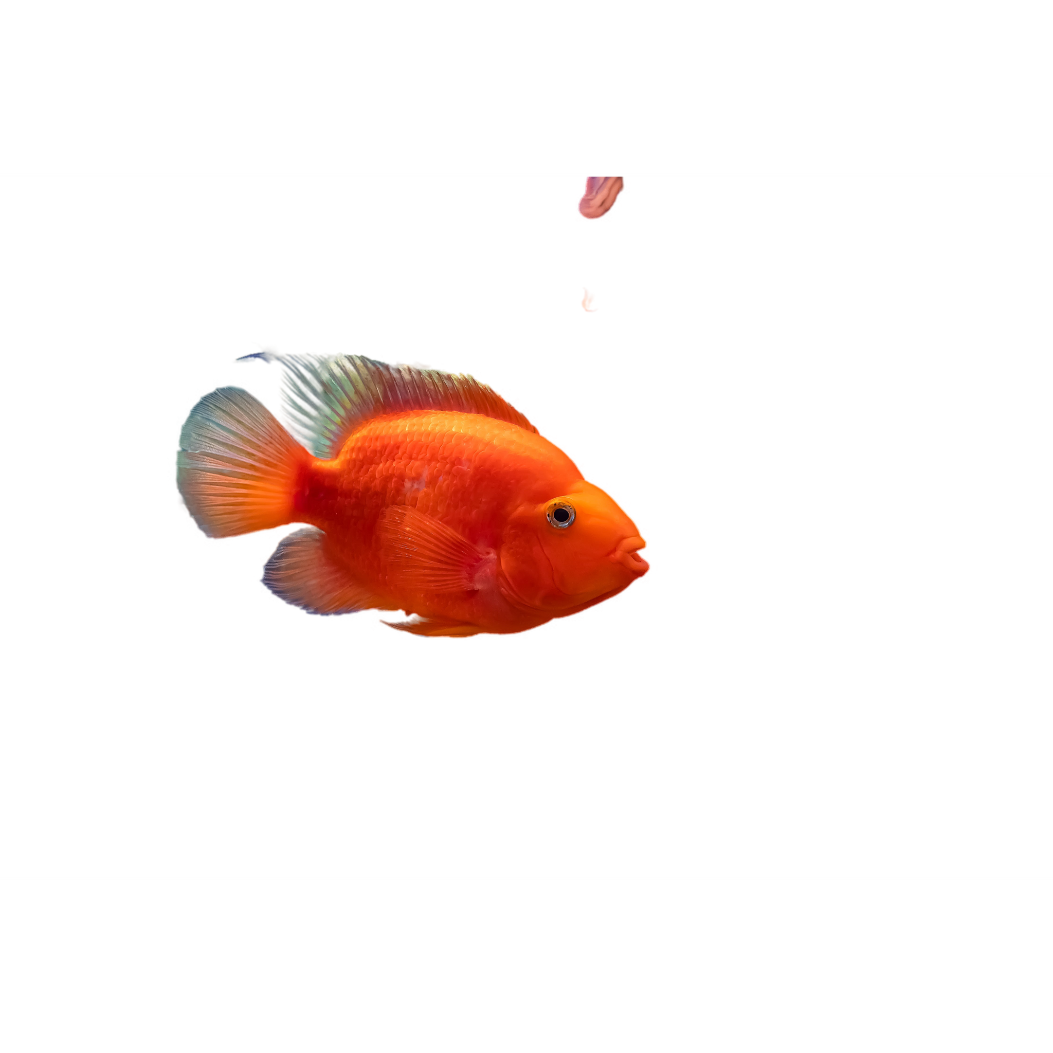 Parrot best sale fish images