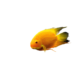 Yellow Parrot & Red Parrot Fish