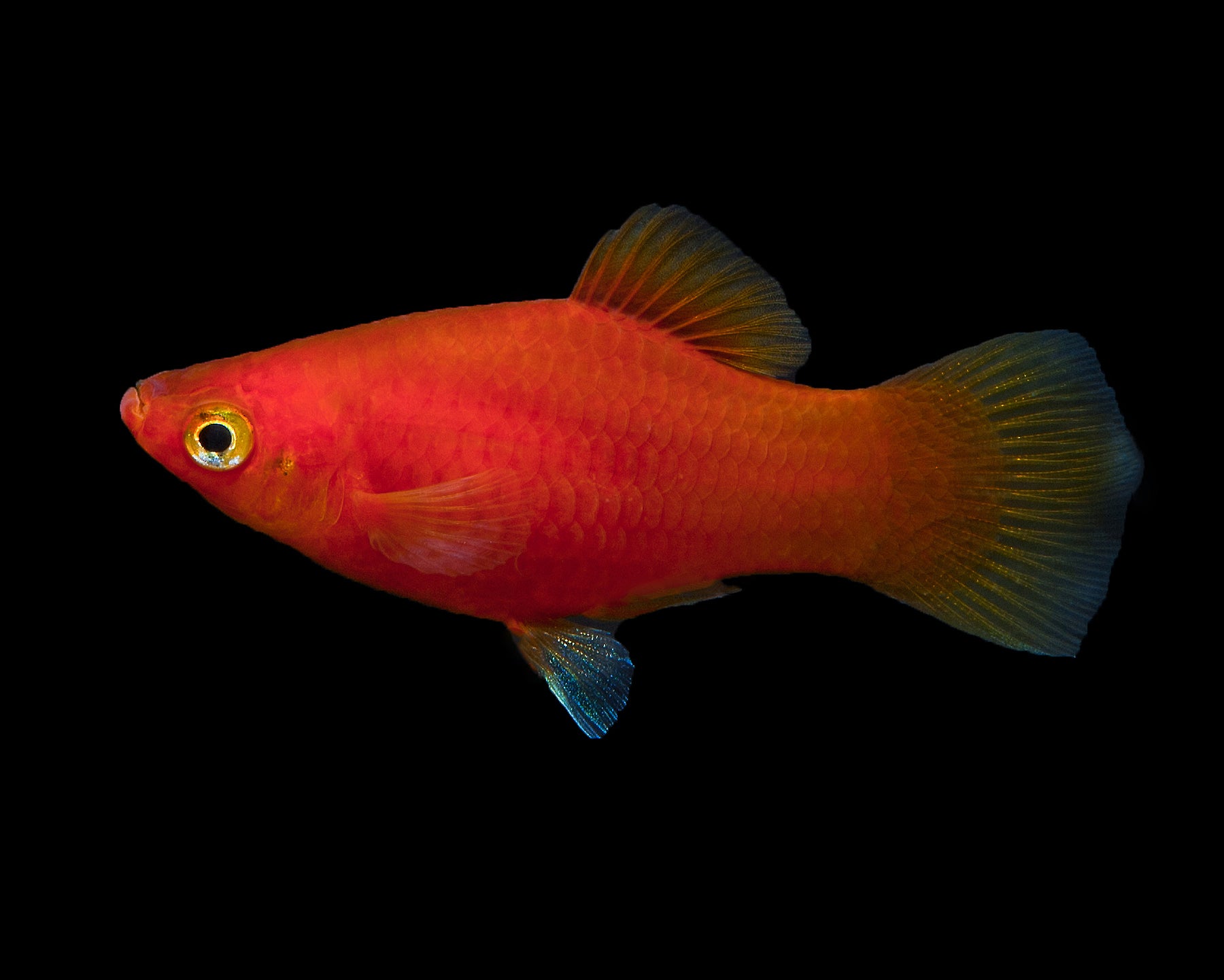 CORAL RED PLATY