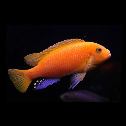 ORANGE MARF CICHLID