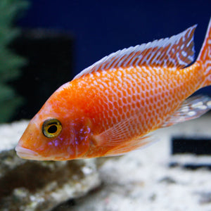 STRAWBERRY CICHLID