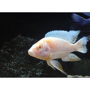 ALBINO PEACOCK CICHLID