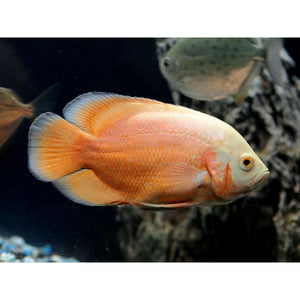 Red Albino Oscar Fish