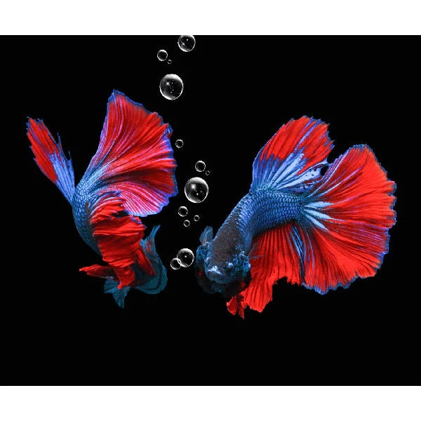 Female fighting deals fish for sale