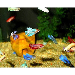 Virtual Aquarium - Real Live Fish 