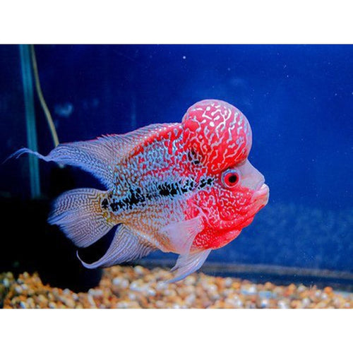 Live flowerhorn 2025 fish for sale