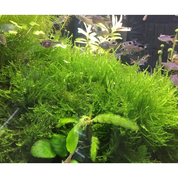 Java Moss Bridge Java moss – Fishykart.in