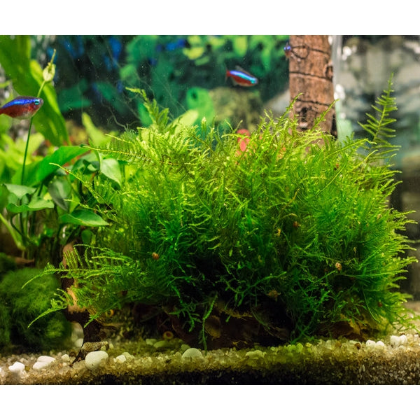 Java moss – Fishykart.in