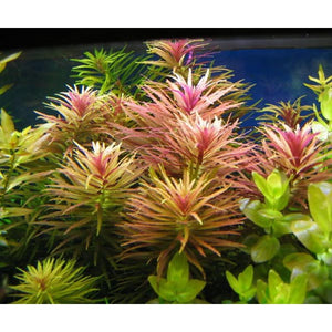 Limnophila aromatic purple