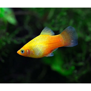 MANGO PLATY