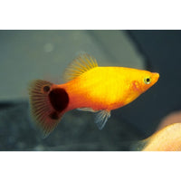 Load image into Gallery viewer, MICKYMOUSE PLATY